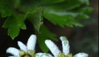 설악(雪嶽)을 뚫고 피어난 생, 산솜다리