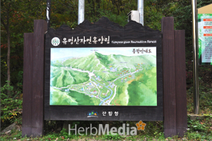 [허브미디어의 여행이야기] 숲의 정령들이 부르는 '유명산자연휴양림'